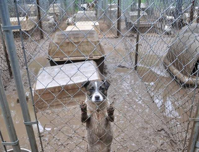 This photo shows the "deplorable conditions" over 150 dogs were found living in at JRT John’s Jack Russell and Shiba Inu Kennel in Lake City. (Credit: Michigan Humane Society)