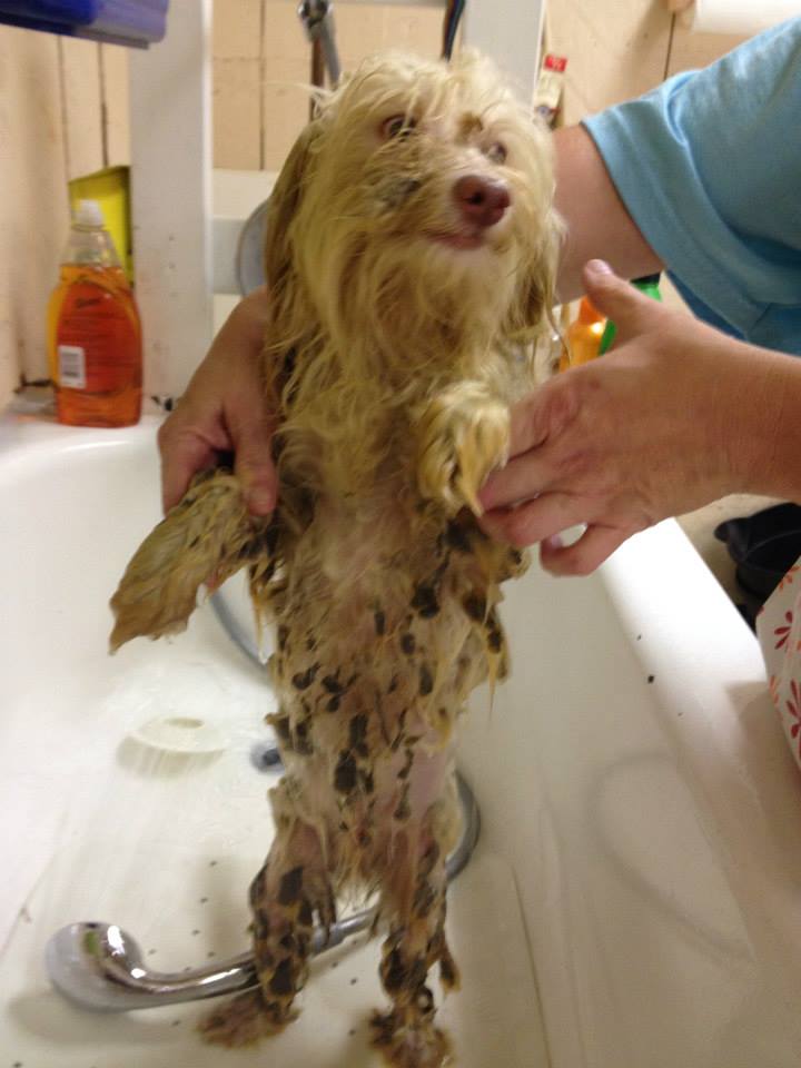 This little guy's fur was covered with feces. After a bath, his fur had to be shaved off. (Credit: Animal Welfare Society of Southeastern Michigan/Facebook)