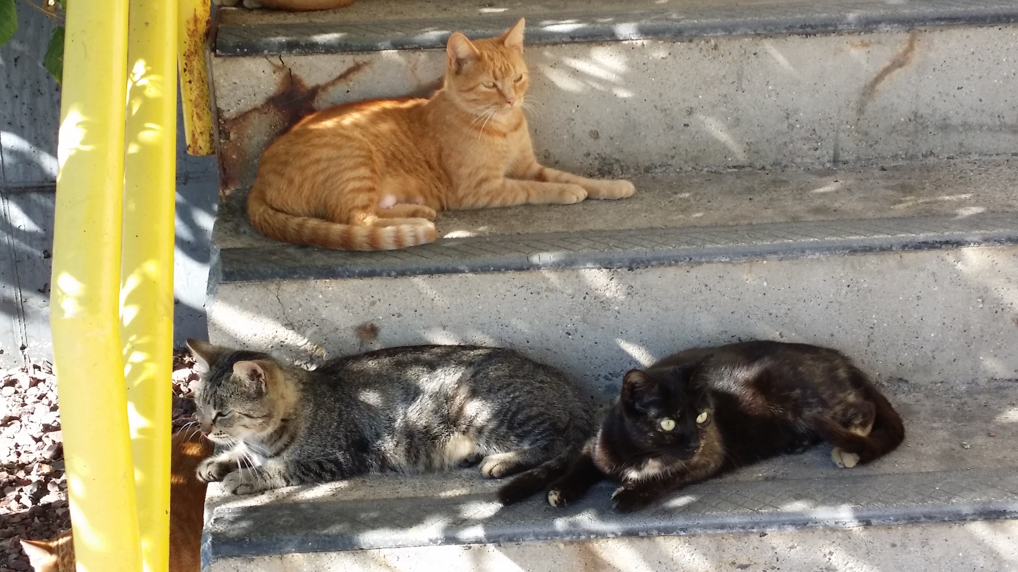 These cats have made a Jackson County incinerator their home. (credit: Lori W. Pelham)