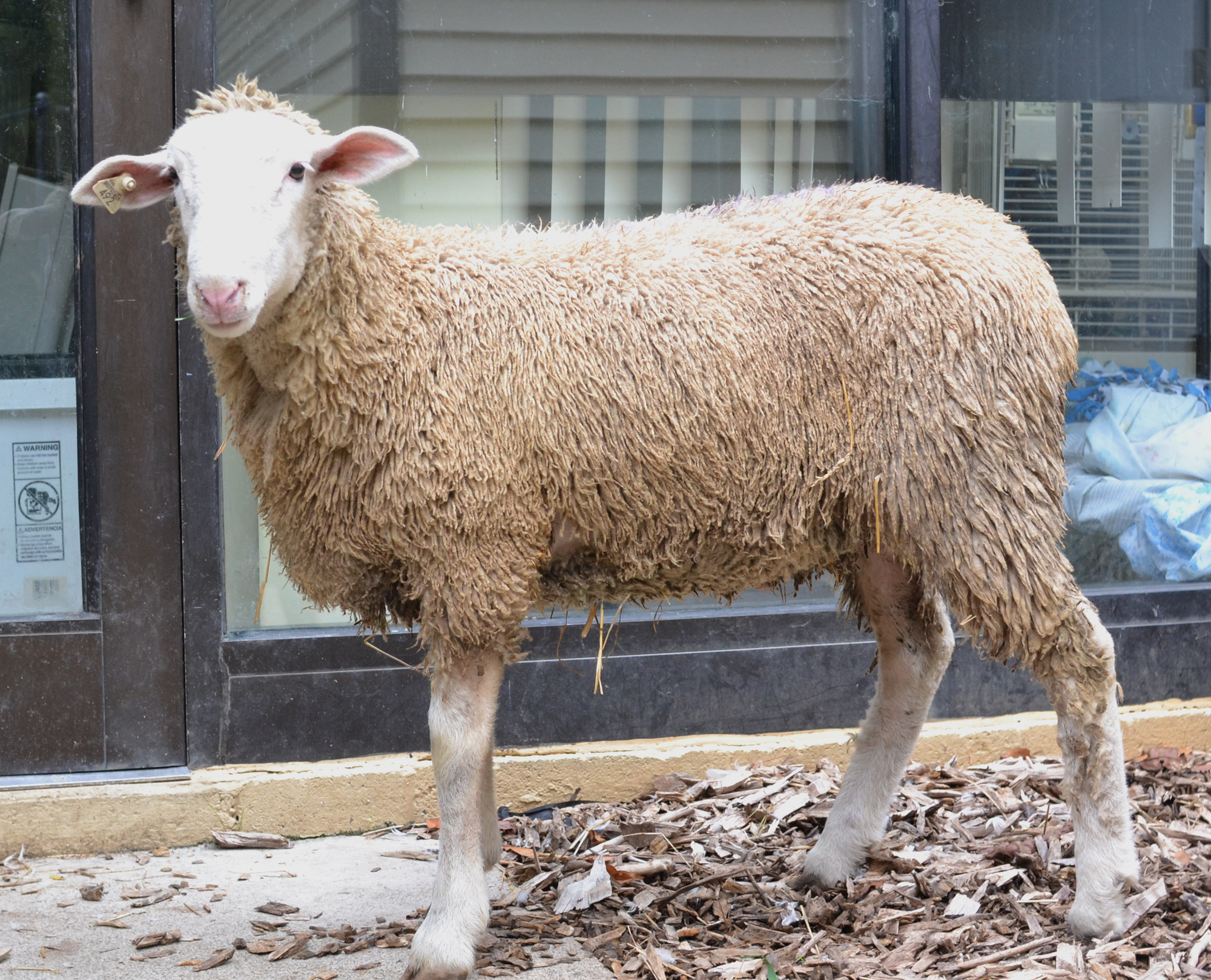 This sheep was rescued after an adventure in Detroit. (credit: Michigan Humane Society)