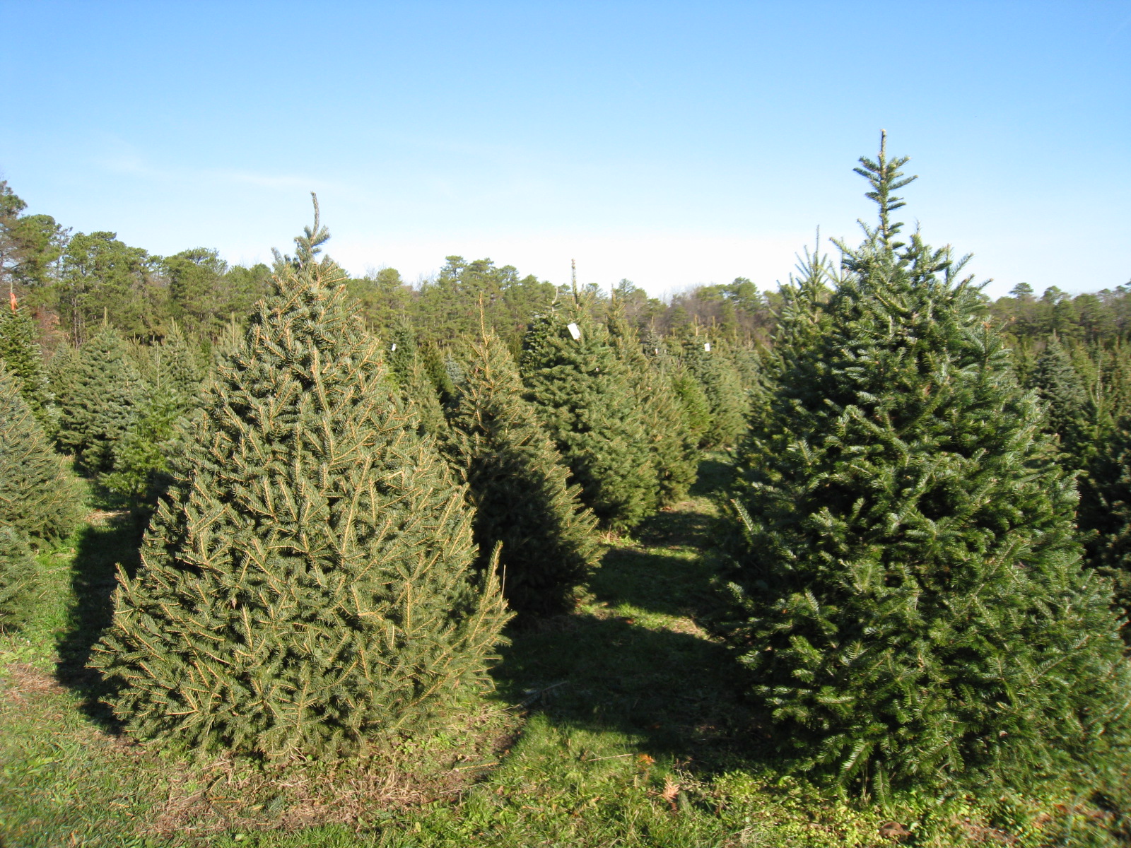 Best Christmas Tree Cutting Experiences Near Detroit – CBS Detroit