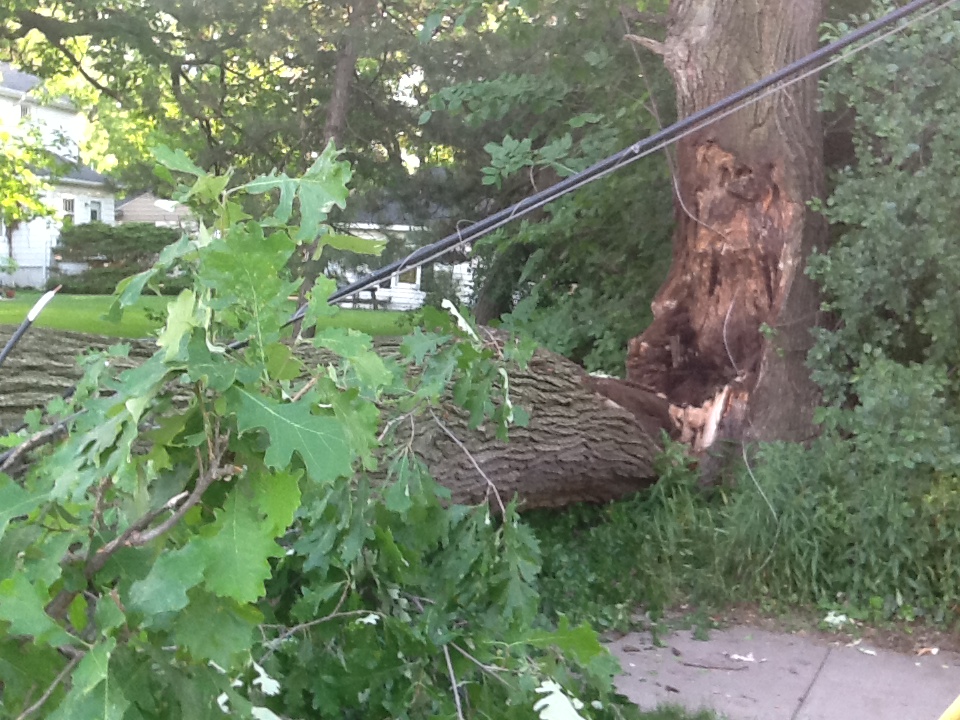 Downed tree snaps power line in Royal Oak. (WWJ/Marie Osborne)
