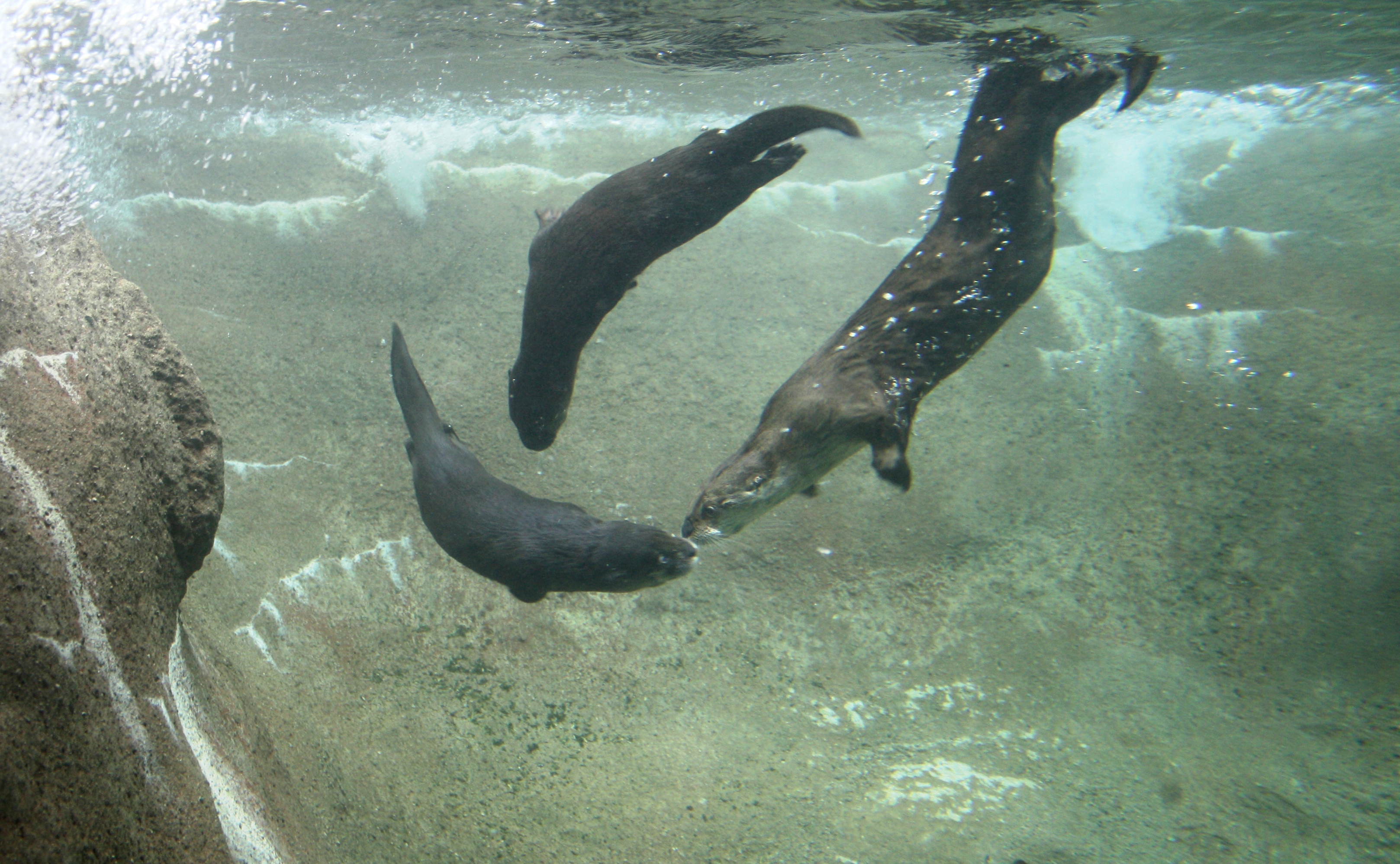 Whisker (far right) swims with her two pups. (Credit: Jennie Miller/Detroit Zoo)