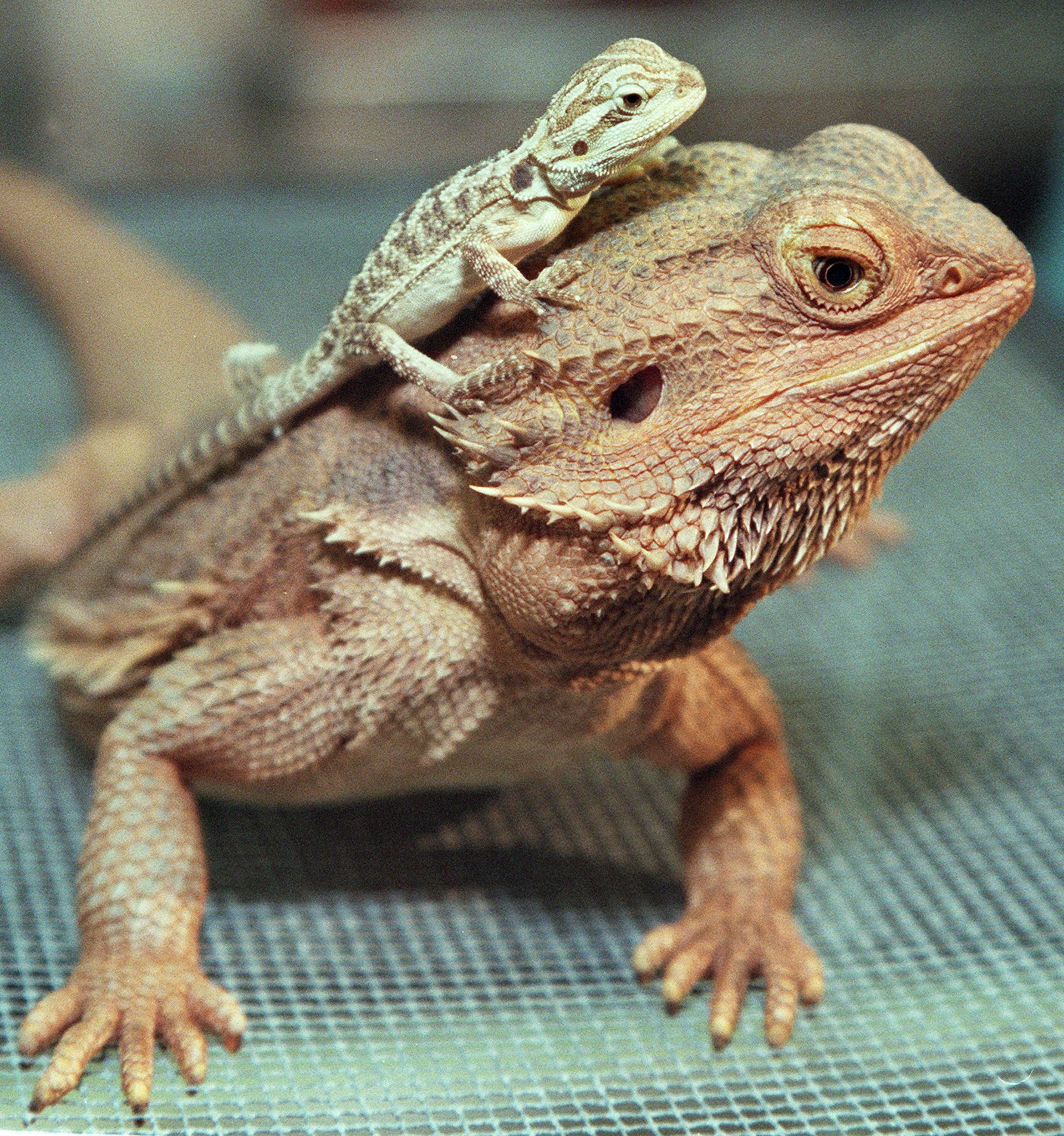 pet shops that sell reptiles