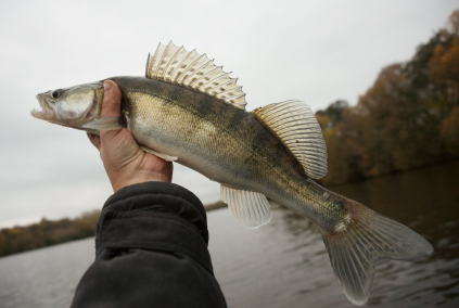 Officials Concerned About Sick Walleye In Michigan
