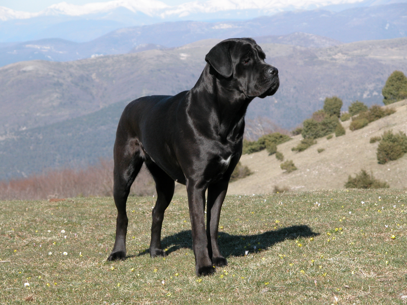 A Cane Corso dog (Credit: Wikimedia Commons/Claudio Domiziani)