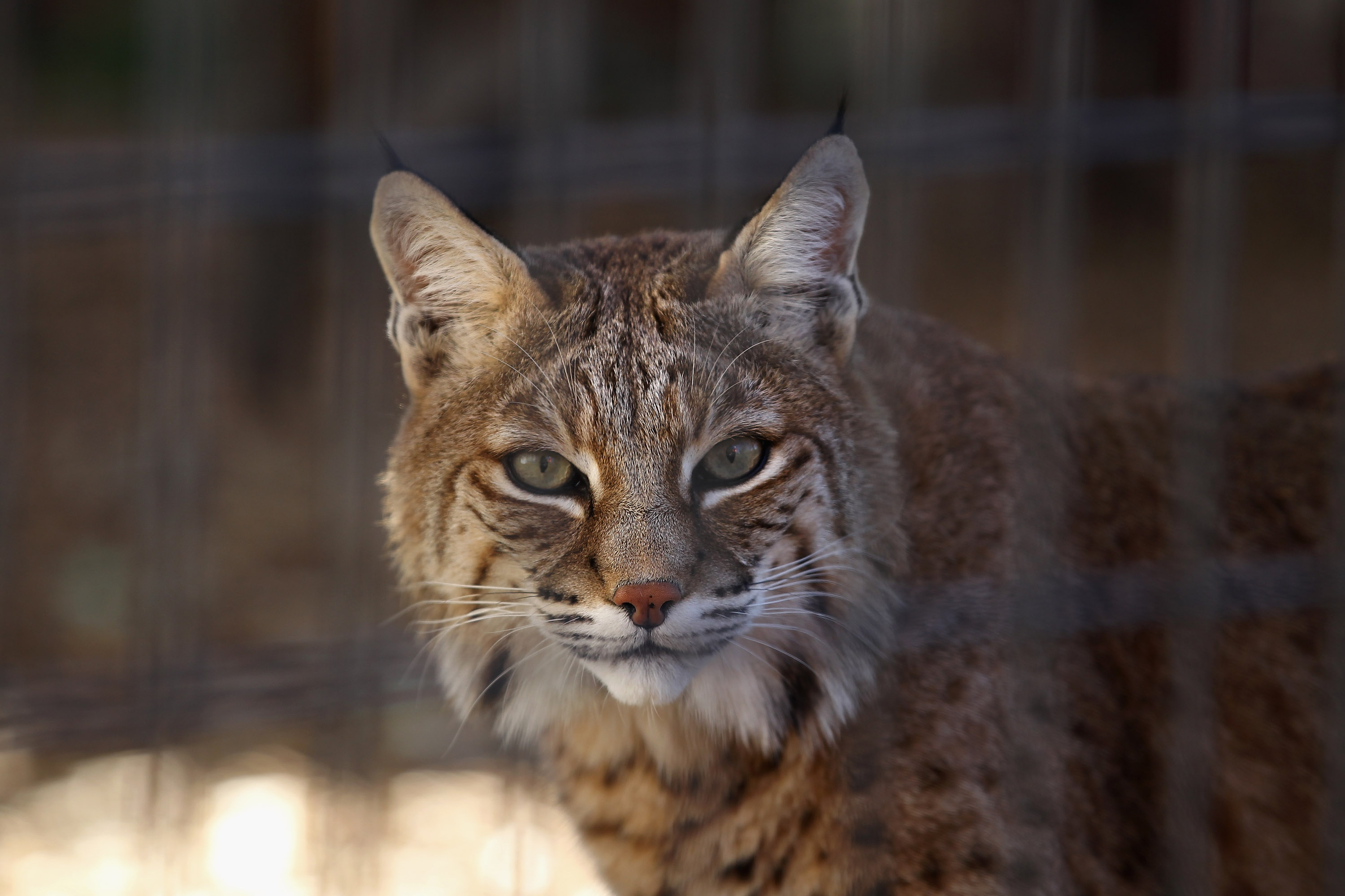 Image result for FACE of a bobcat