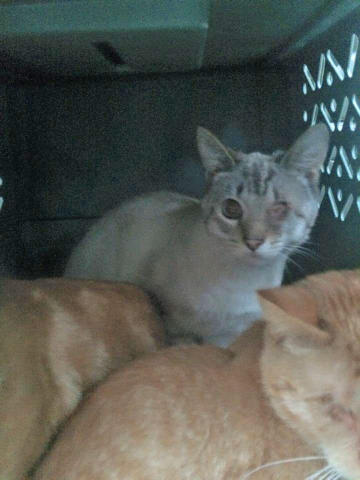 At least 2 cats rescued from a southwest Detroit home were missing one of their eyes. (credit: Detroit Animal Welfare Group/Facebook)