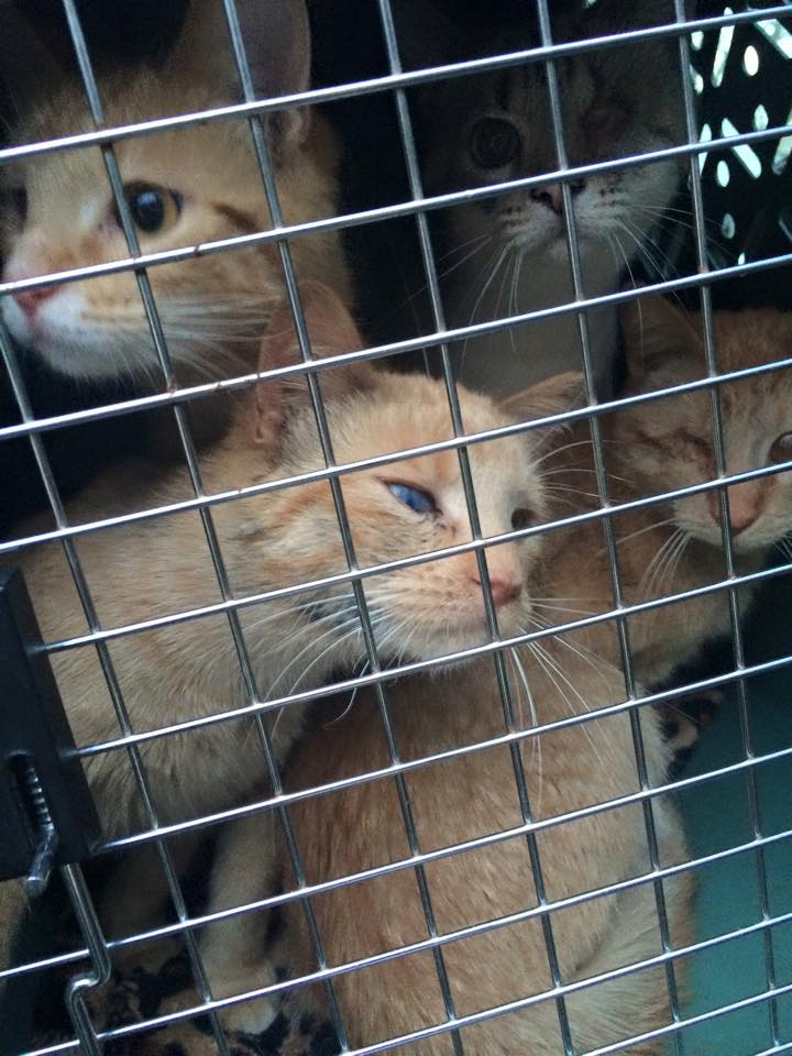 Cats rescued from a southwest Detroit home. (credit: Detroit Animal Welfare Group/Facebook)