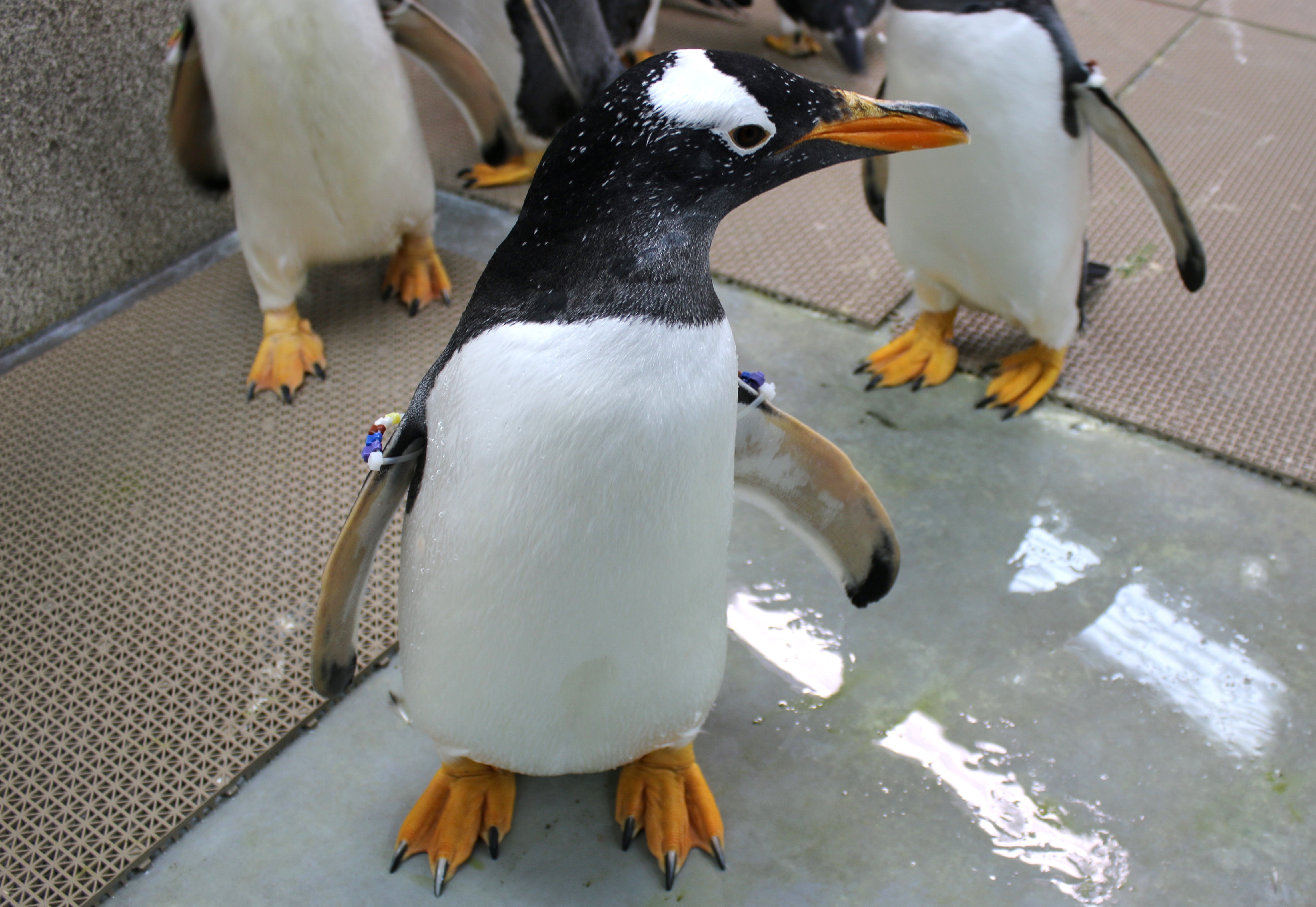 Gentoo penguins arrive at the Detroit Zoo. (credit: Detroit Zoo)