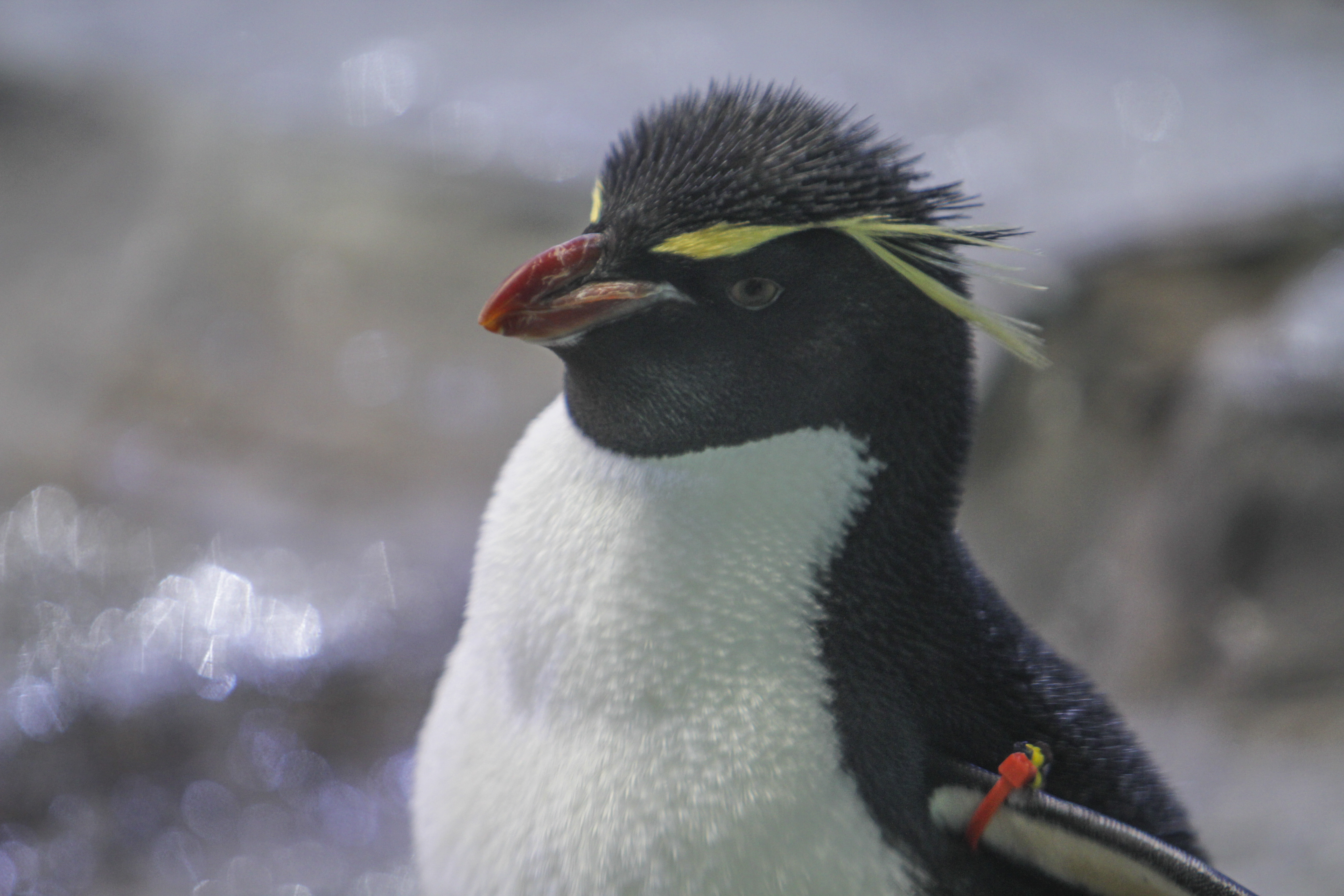 Penguins are getting used to their new home at the Detroit Zoo's Polk Penguin Conservation Center on April 13, 2016 during a press preview. (credit: George Fox/CBS Detroit)