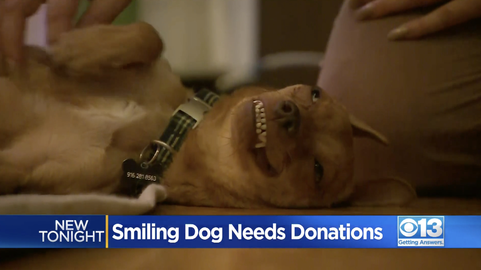 Dog With ‘Constant Smile’ Needs Serious Donations For Neurological Condition
