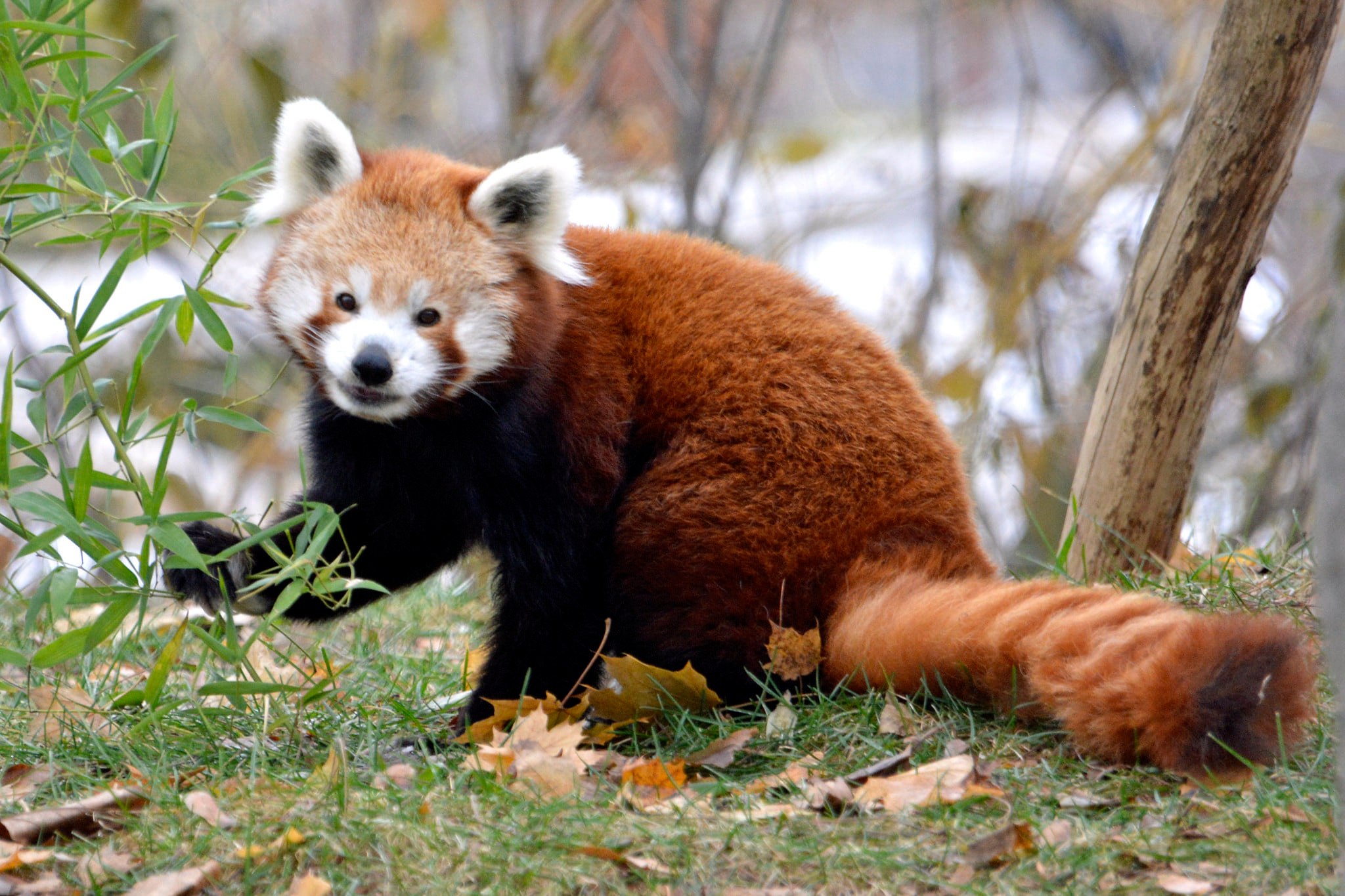 16-Year-Old Red Panda Euthanized At Detroit Zoo Due To Decline In Health