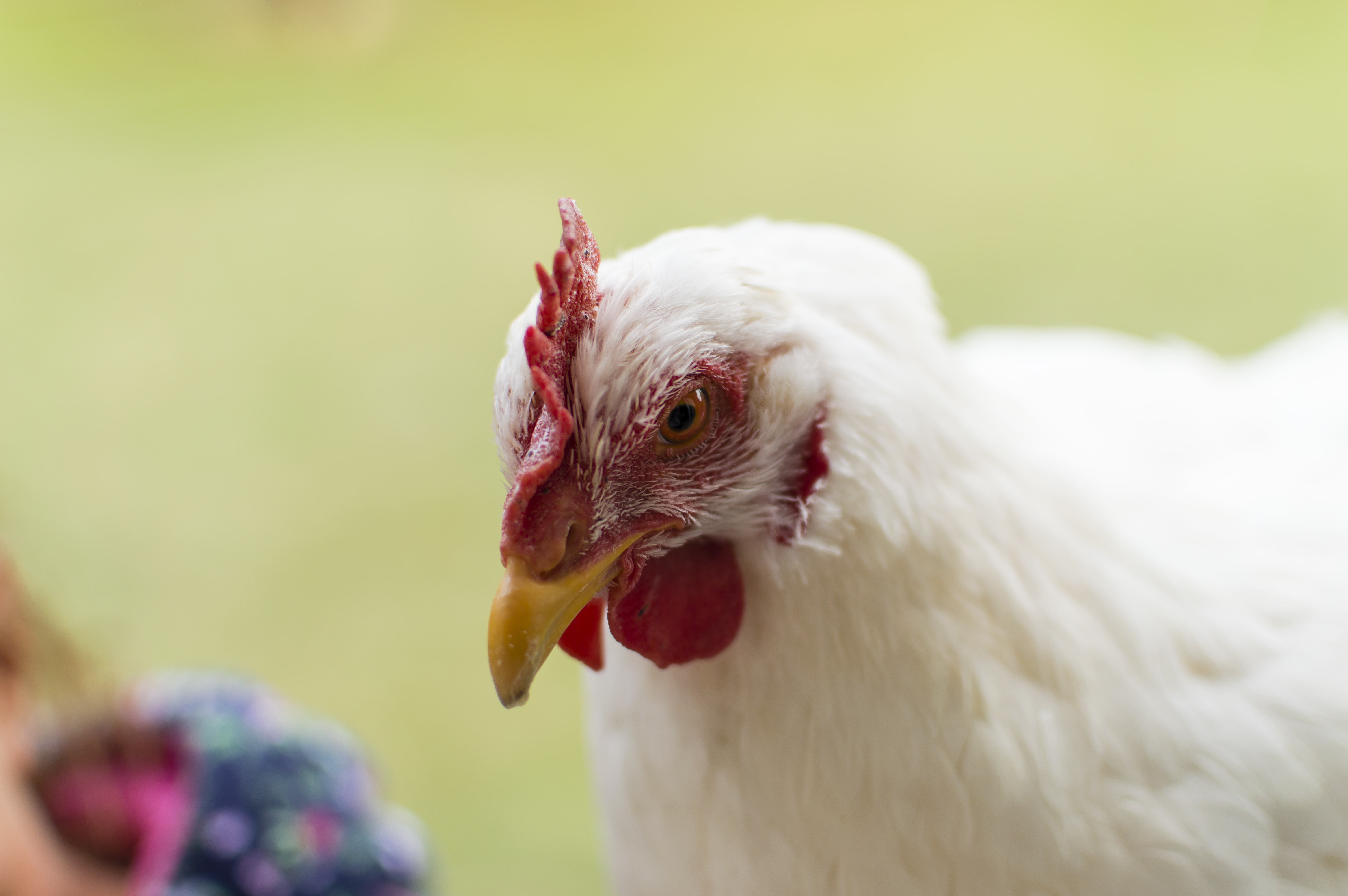 Michigan To Stop Bird Exhibitions Amid Spread Of Highly Pathogenic Avian Influenza