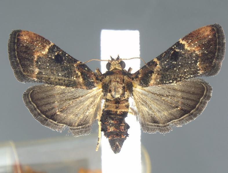Moth Species Not Seen In 100 Years Found At Detroit Metro Airport